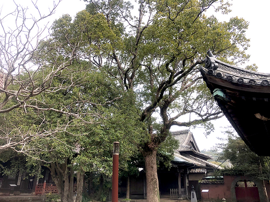 某お寺の改修で支障になる大木